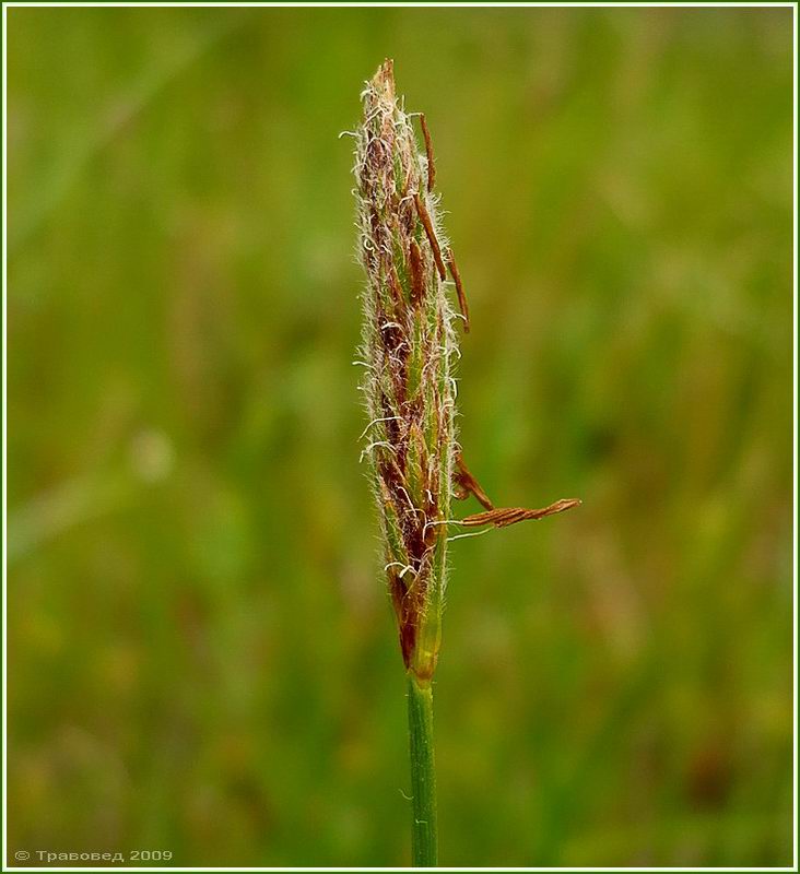 Изображение особи Carex hirta.