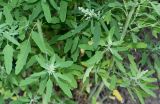 Chenopodium ficifolium