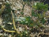 Atriplex dimorphostegia