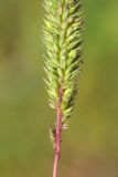 Phleum phleoides