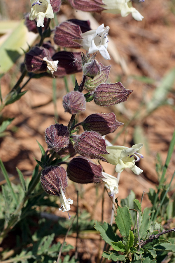 Image of Salvia trautvetteri specimen.