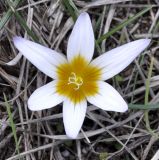 Romulea columnae