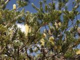 Banksia marginata. Средняя часть кроны с соцветиями. Австралия, о. Тасмания, национальный парк \"Крэдл Маунтин\". 28.02.2009.