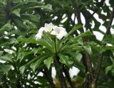 Plumeria pudica