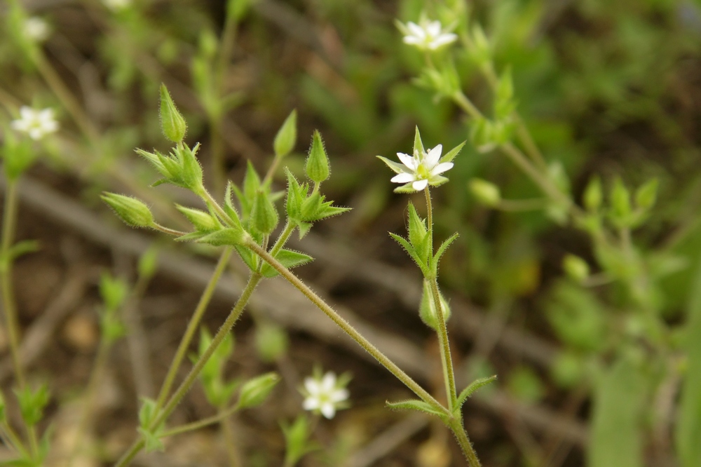 Изображение особи Arenaria uralensis.