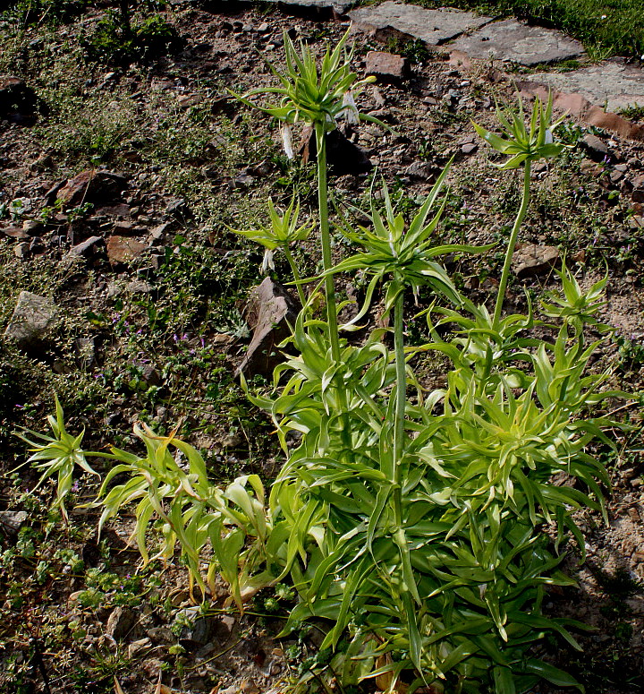 Изображение особи Fritillaria imperialis.