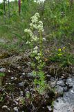 Galium mollugo. Цветущее растение. Архангельская обл., Холмогорский р-н, окр. пос. Усть-Пинега, каменистое место. 10.07.2014.