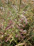 Verbena officinalis