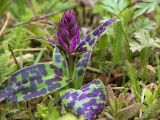 Dactylorhiza aristata. Растение в стадии выброса соцветия. Камчатский край, Елизовский р-н, пойма р. Авачи, склон на поляне в подлеске каменноберезового леса. 27.05.2008.