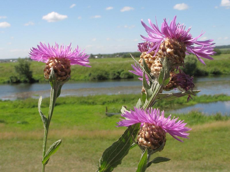 Изображение особи Centaurea jacea.