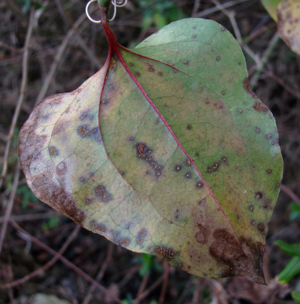 Image of Smilax excelsa specimen.