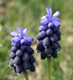 Muscari neglectum