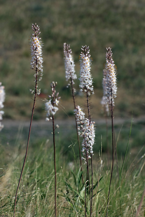 Изображение особи Eremurus tianschanicus.