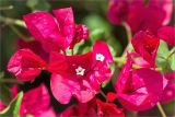 род Bougainvillea. Соцветия. Греция, о. Крит, Ретимно (Ρέθυμνο), городское озеленение. 02.05.2014.