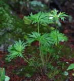 Anemonastrum brevipedunculatum. Отцветшее растение. Приморский край, Тернейский р-н, окр. пгт Терней, дубовый лес вблизи морского побережья. 13.06.2016.