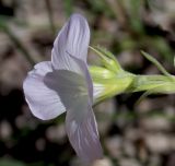 Linum lanuginosum