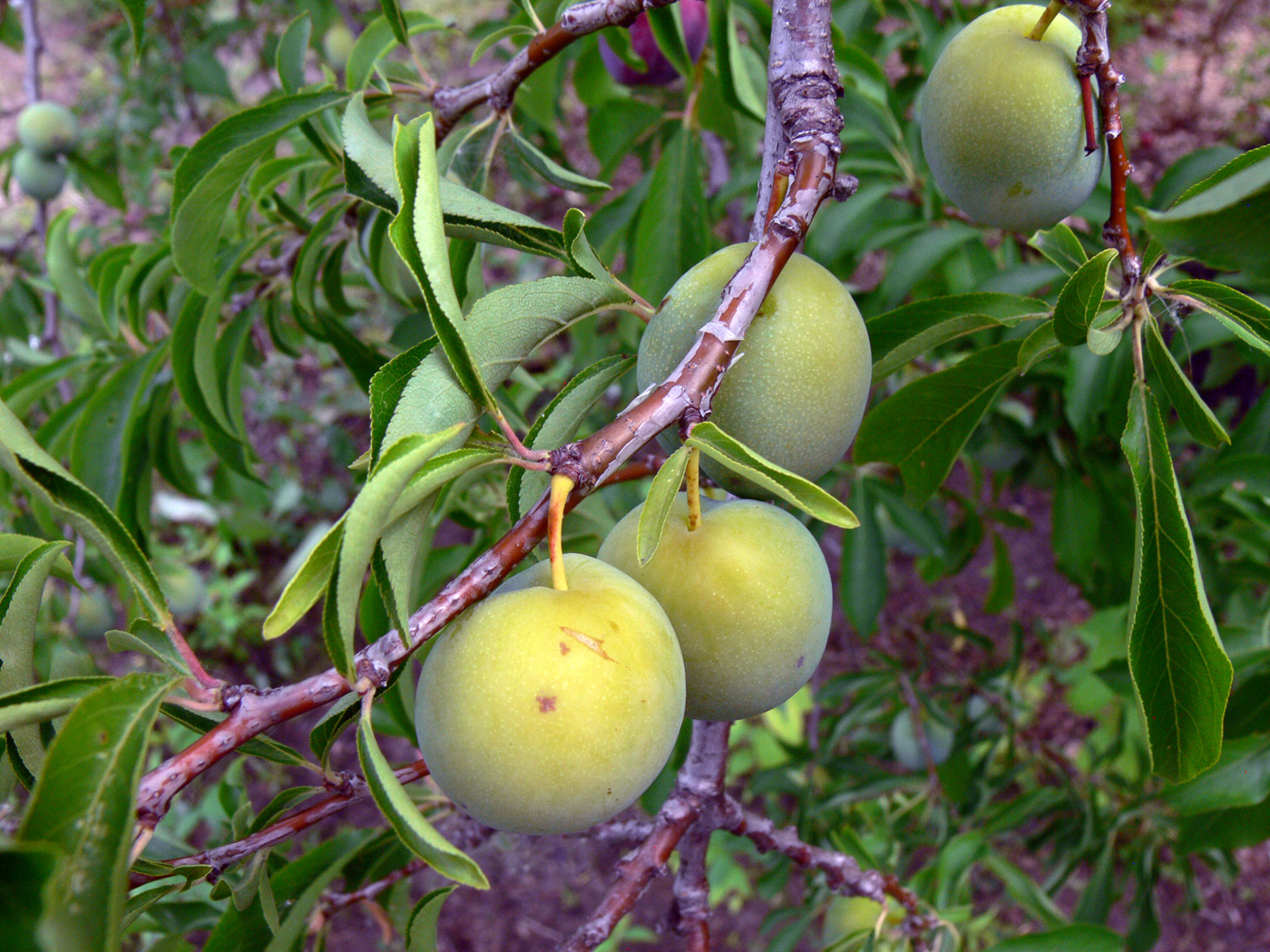 Изображение особи Prunus domestica ssp. italica.