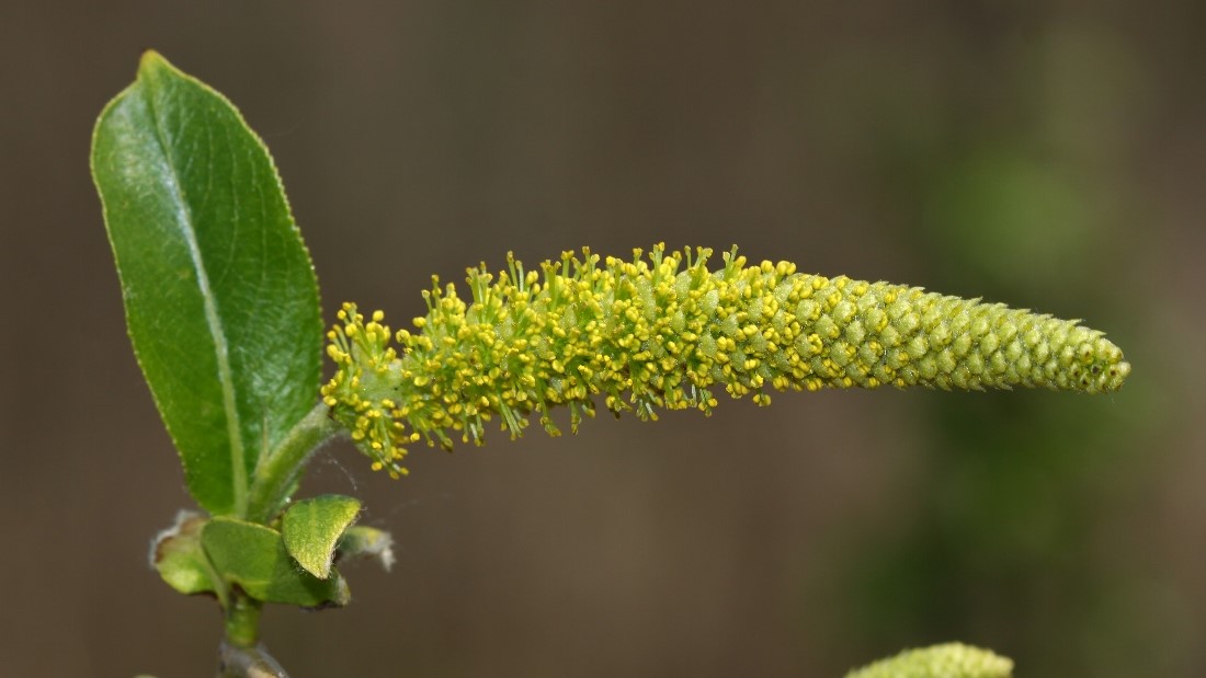 Image of Salix pseudopentandra specimen.