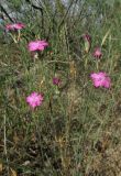 Dianthus polymorphus. Верхушки цветущих растений. Краснодарский край, м/о город-курорт Анапа, окр. с. Витязево, Витязевская коса, закреплённые пески. 7 июня 2017 г.