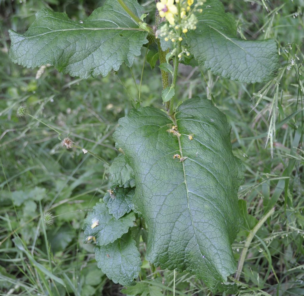 Image of Verbascum glabratum specimen.