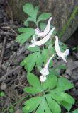 Corydalis glaucescens