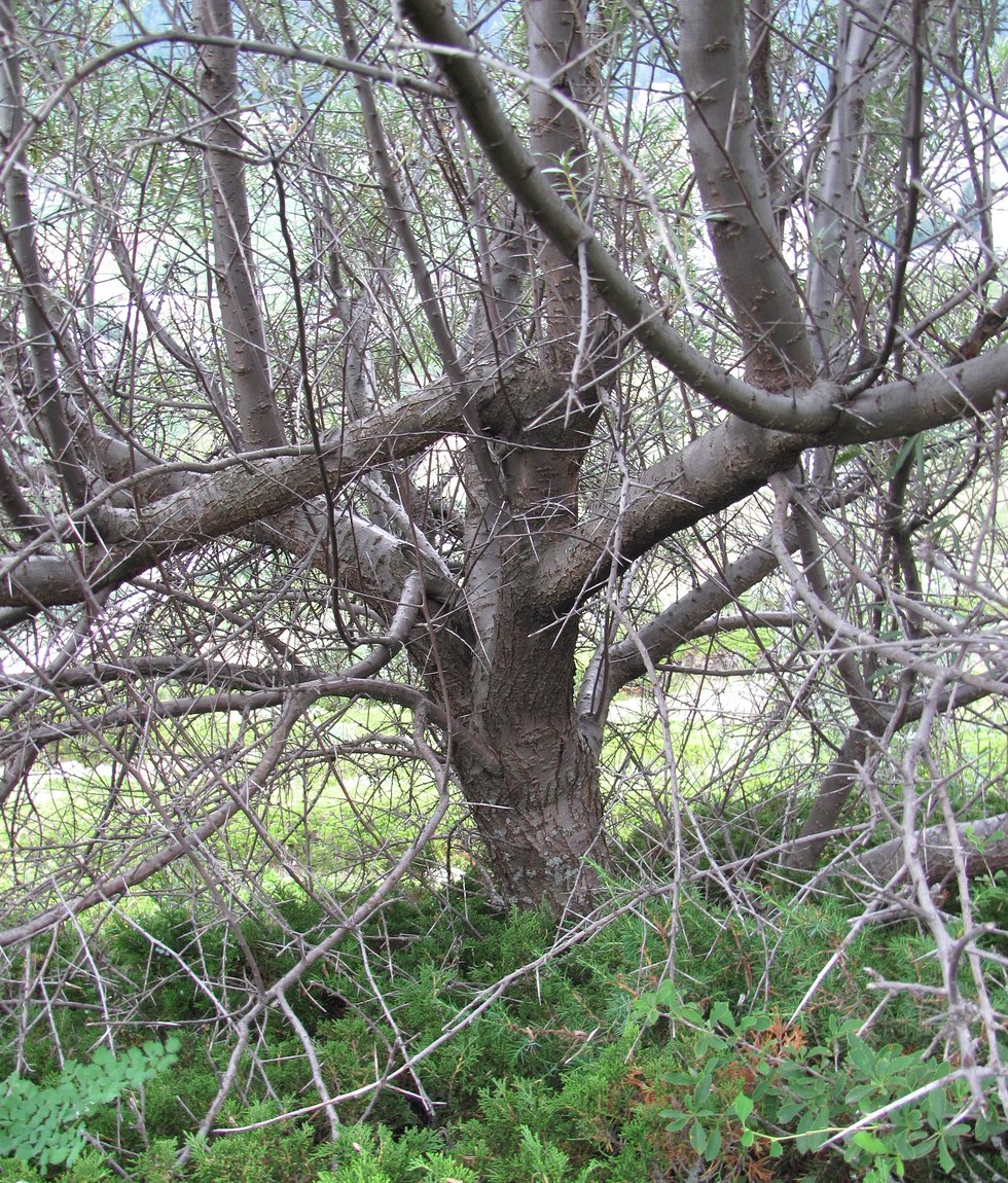 Изображение особи Hippophae rhamnoides.