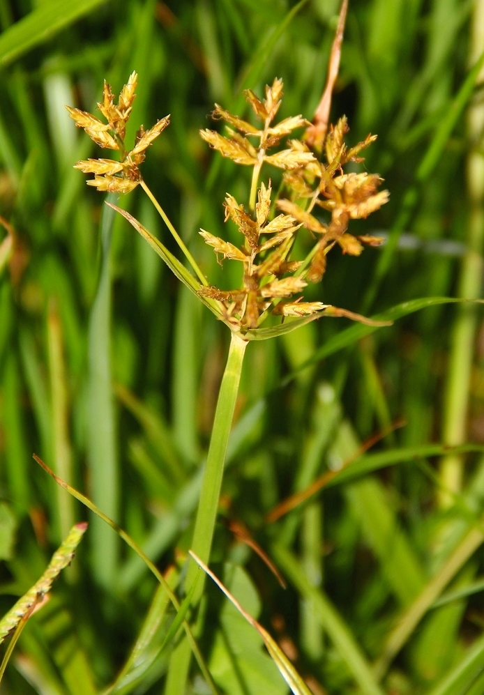 Image of Cyperus esculentus specimen.