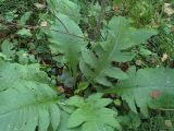 Cirsium oleraceum