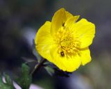 Trollius sibiricus