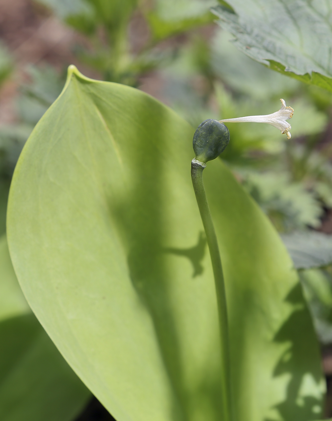 Изображение особи Erythronium sibiricum.