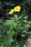 Anemone ranunculoides