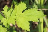 Geum urbanum