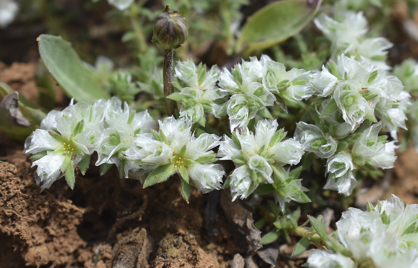 Изображение особи Paronychia capitata.