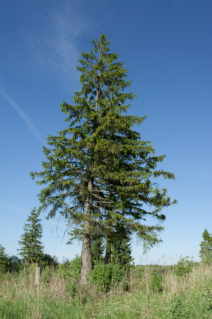 Изображение особи Picea abies.