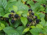 Rubus serpens