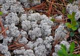 Cladonia rangiferina. Талломы на почве. Алтай, Катунский хребет, берег оз. Верхнее Мультинское, ≈ 1800 м н.у.м., опушка хвойного леса. 01.07.2018.