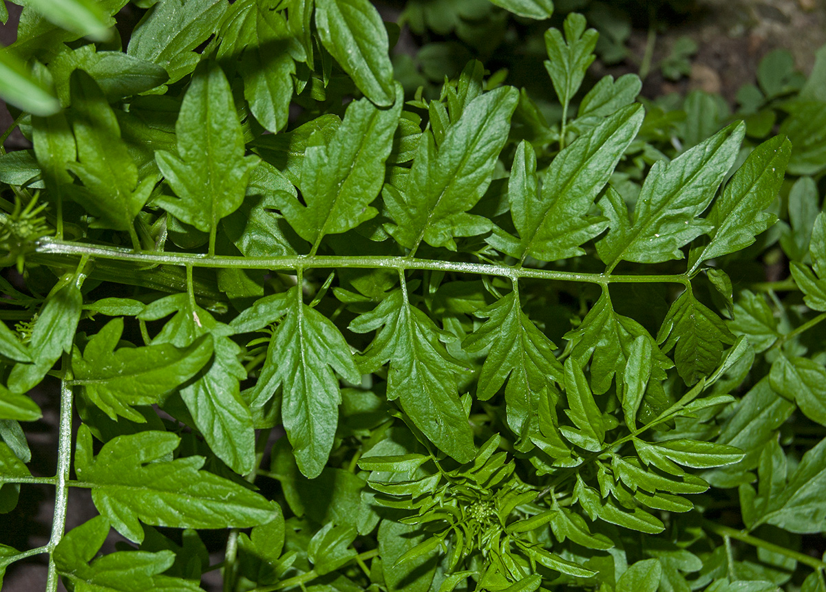 Изображение особи Cardamine impatiens.