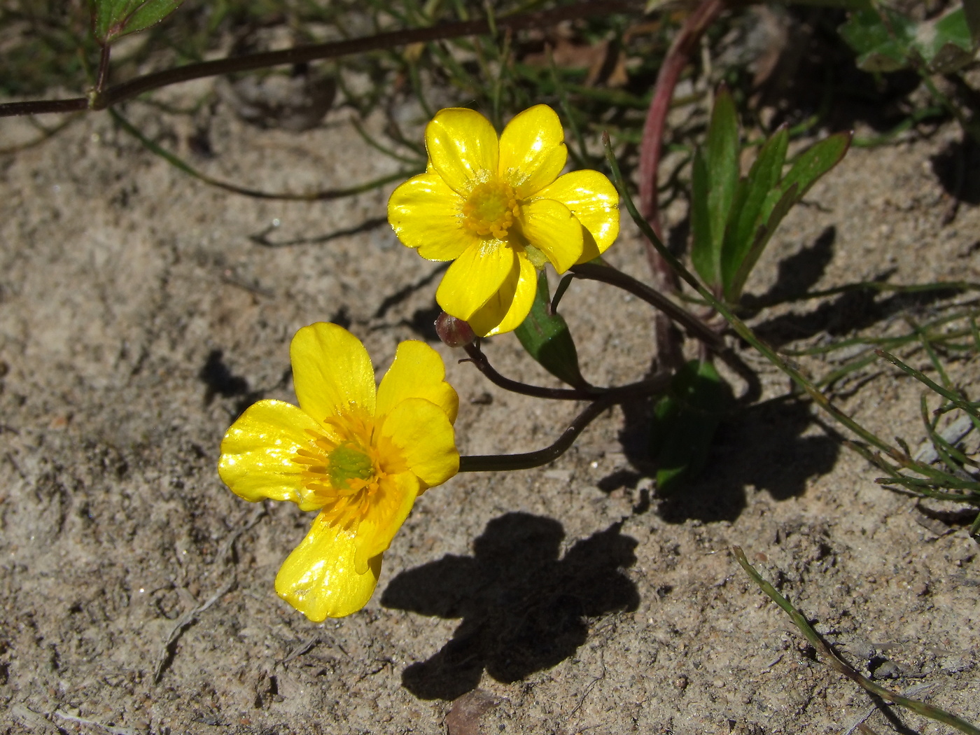 Изображение особи Ranunculus repens.