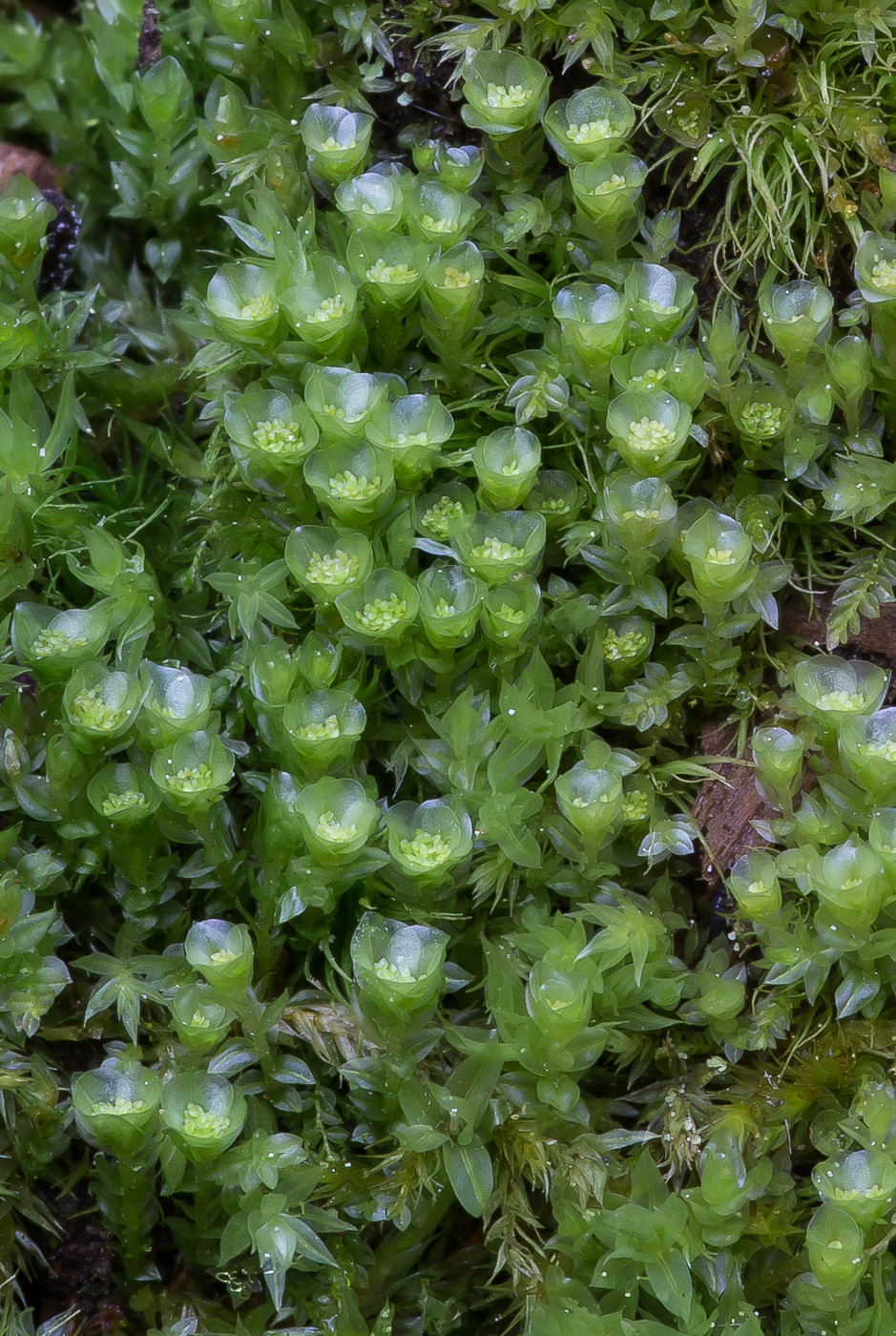 Изображение особи Tetraphis pellucida.