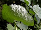 Caltha palustris