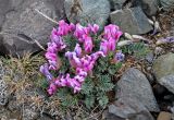 Oxytropis intermedia