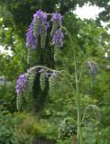 Salvia nutans