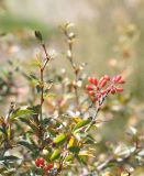 Berberis orientalis. Ветвь с плодами. Кабардино-Балкария, Эльбрусский р-н, нижняя часть долины р. Ирик в р-не конгломератных башен. 14 сентября 2016 г.