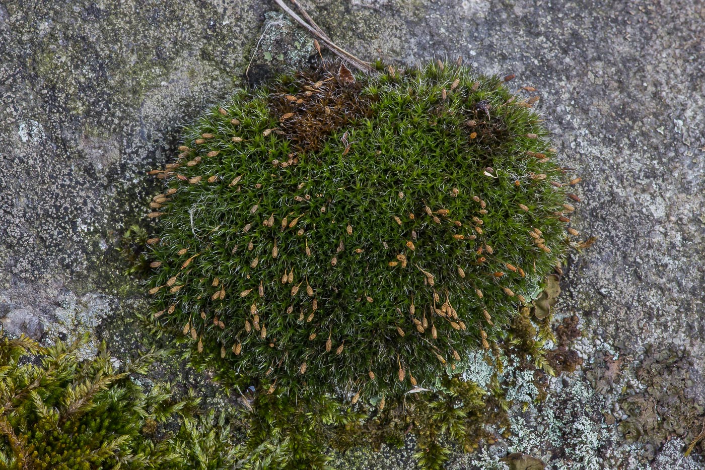 Изображение особи Grimmia longirostris.