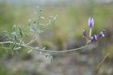 Astragalus stenoceras