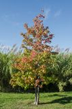 Liquidambar styraciflua. Дерево с листьями, принимающими осеннюю окраску. Краснодарский край, МО город-курорт Сочи, Адлерский р-н, м-н Адлер, междуречье р. Мзымта и р. Псоу, Имеретинская низменность, Орнитологический парк. 9 октября 2019 г.