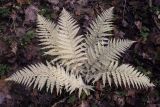 Athyrium filix-femina