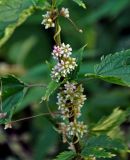 Cuscuta europaea. Часть побега с соцветиями на Urtica dioica. Челябинская обл., Карабашский гор. округ, окр. пос. Сактаево, берег р. Миасс. 26.07.2020.