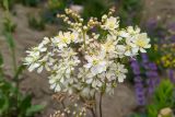 Filipendula vulgaris