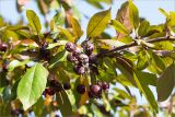 род Malus. Часть ветви с плодами. Санкт-Петербург, Курортный р-н, г. Сестрорецк, сквер. 27.09.2020.